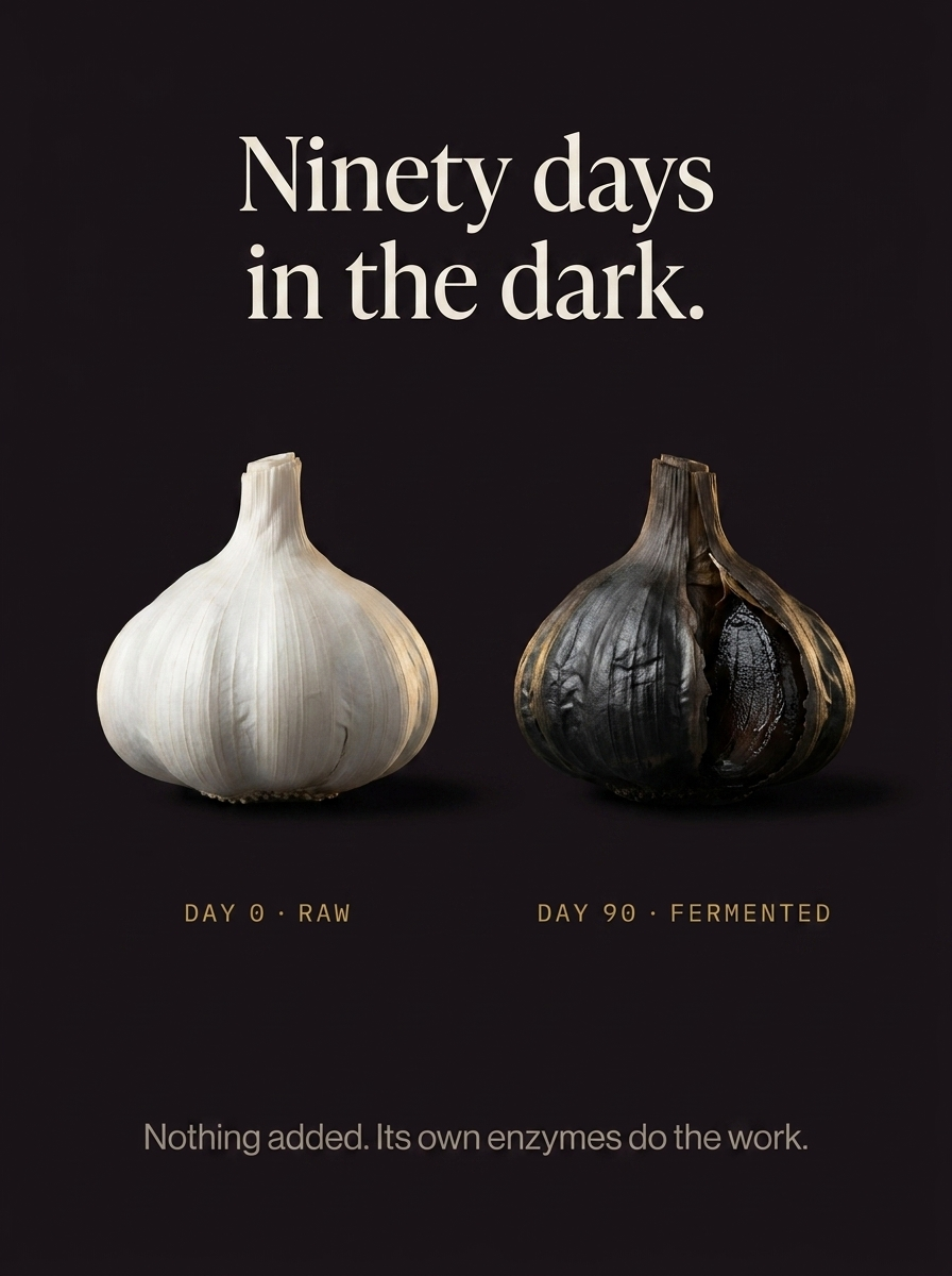 Fermented Black Garlic Extract